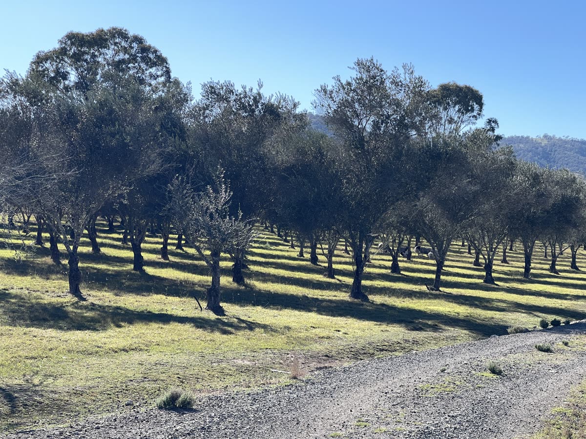 Rolling hills and layered horizons at Misty Hills Estate